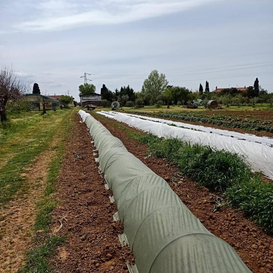 Agriturismo Il Cipresso Вада Экстерьер фото
