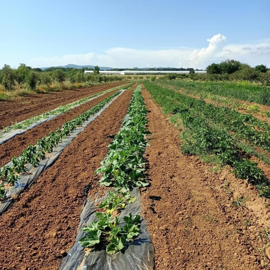 Agriturismo Il Cipresso Вада Экстерьер фото